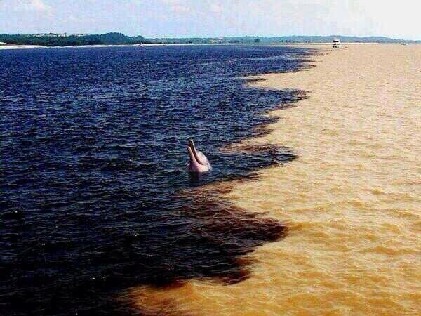 نهر الامازون