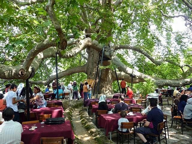 تعرف إلى إحدى أقدم أشجار العالم "شجرة العثمانيين" في تركيا ..ويتجاوز عمرها 6 قرون -صور