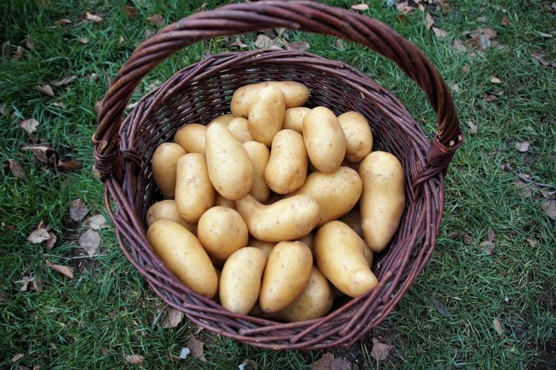 كيفية تخزين البطاطس في البيت ومدة صلاحيتها   © كيفية تخزين البطاطس في البيت حتى تدوم لفترة أطول  R3uTGmBMi1