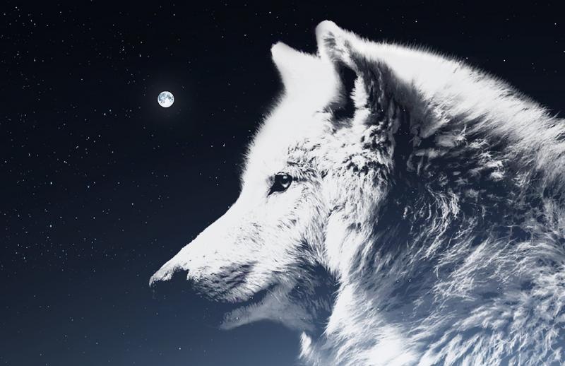 تحميل خلفيات 4k الذئب الأبيض الحيوانات المفترسة الكهف الفن الذئب لسطح المكتب مجانا صور لسطح المكتب مجانا