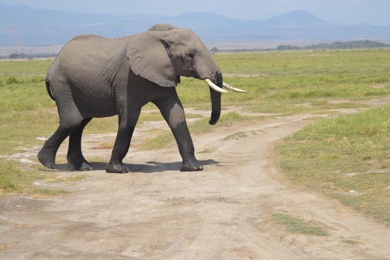 صور لـ أفريقيا غابة فيل