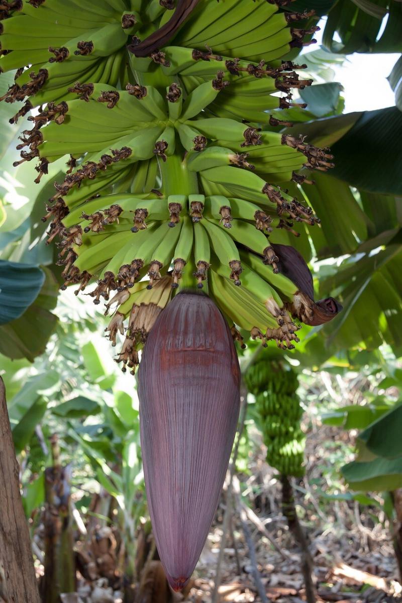 صور لـ نبات الموز موز موسى جنس