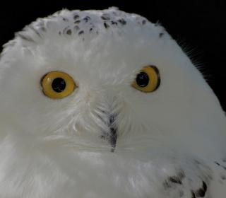 Fay3 صور لـ بومة الثلج عالم الحيوان طائر عيون مشروع قانون
